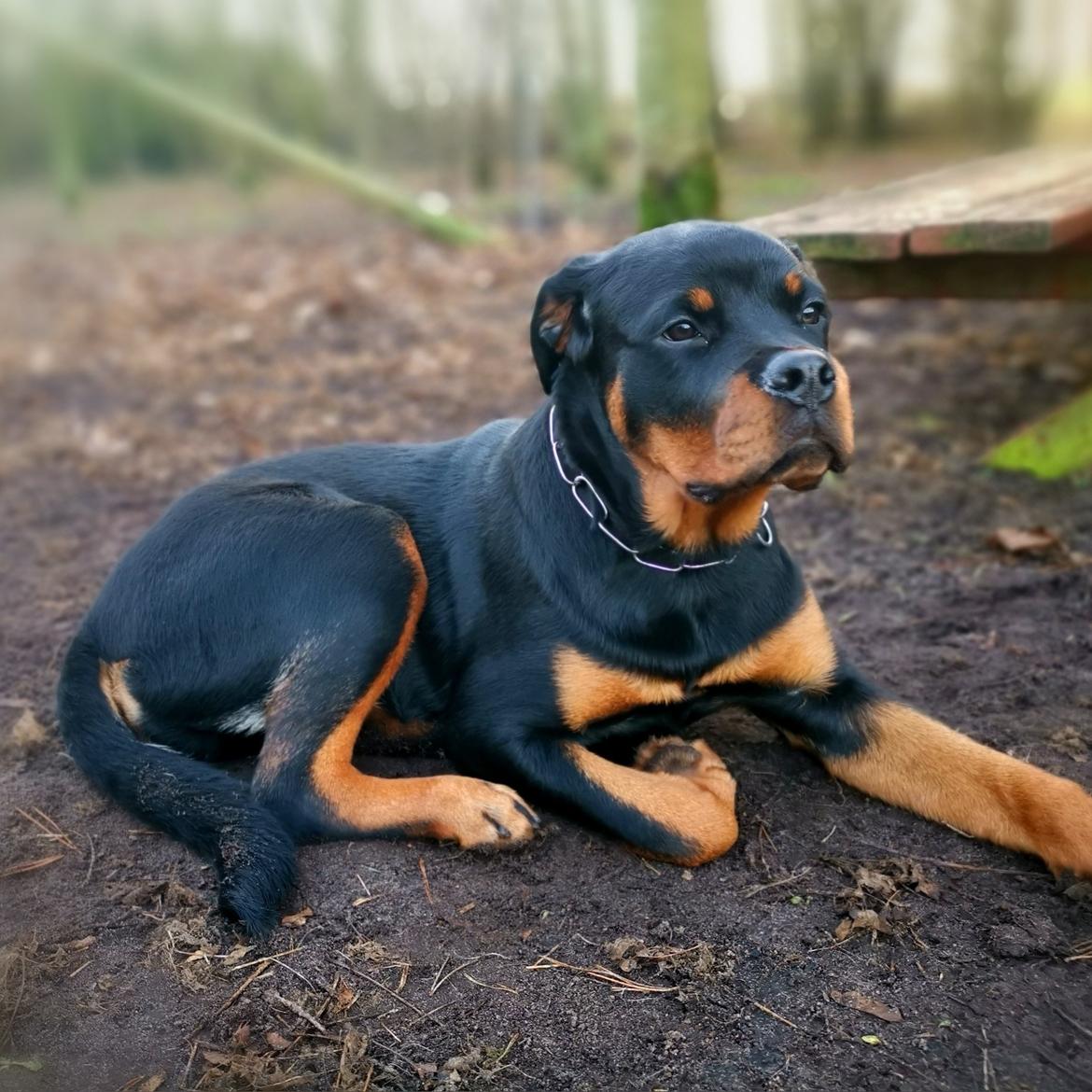 Rottweiler Cor-Canem's Fauna (Hanne)  billede 8