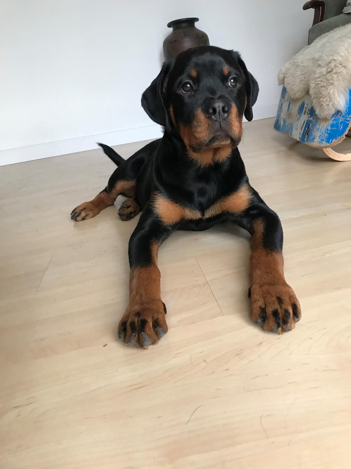 Rottweiler Cor-Canem's Fauna (Hanne)  billede 16