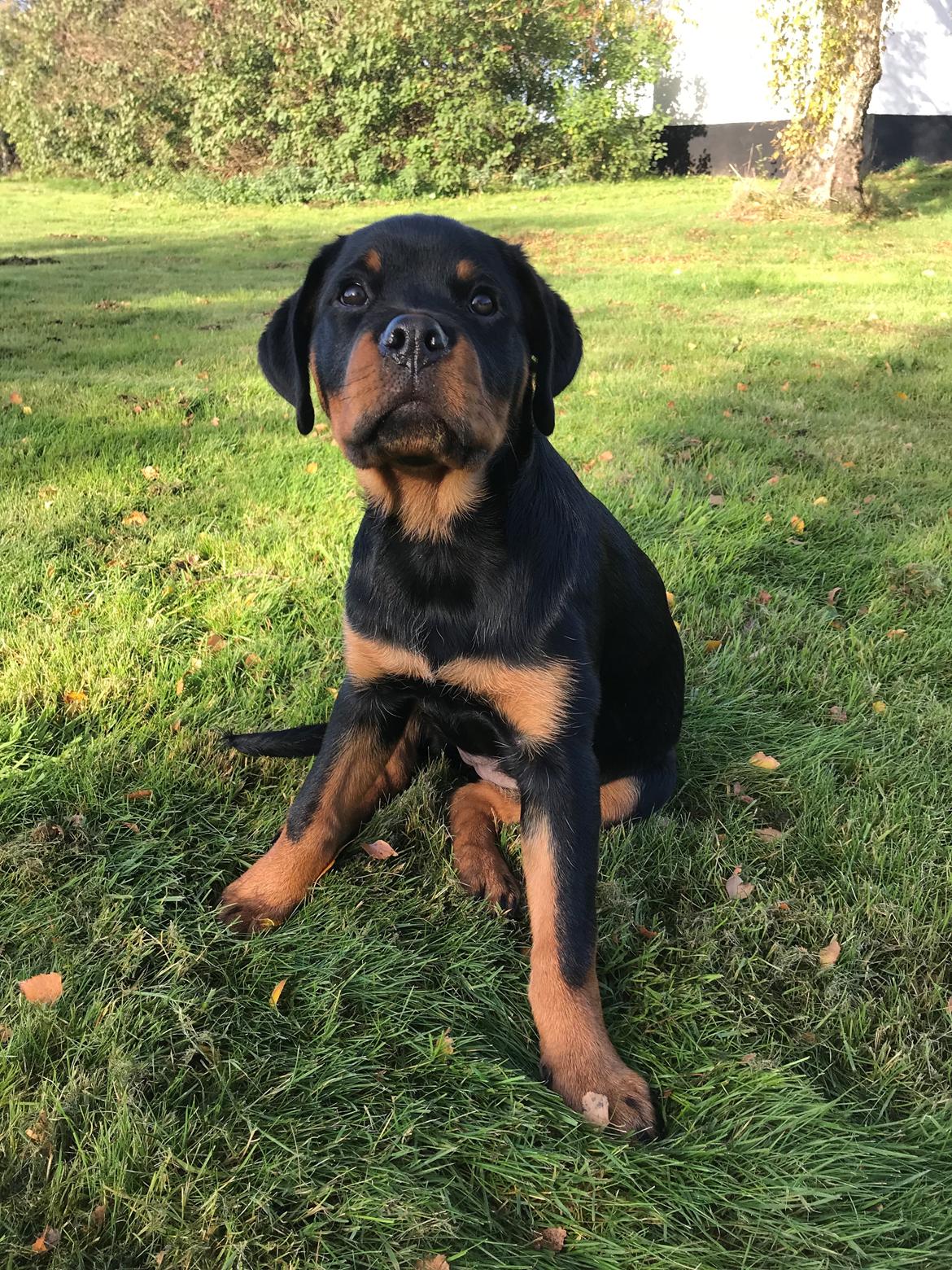 Rottweiler Cor-Canem's Fauna (Hanne)  billede 22