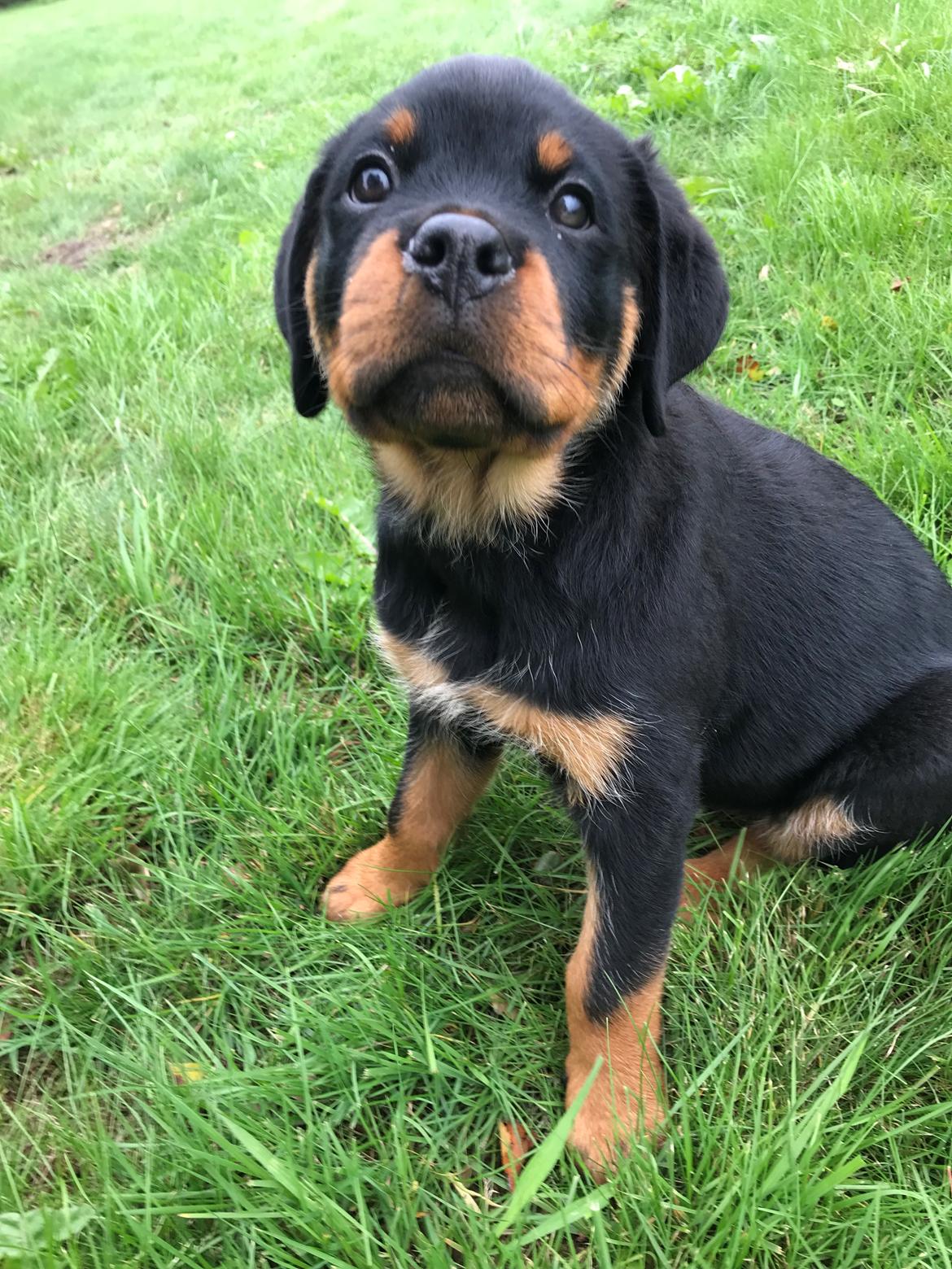 Rottweiler Cor-Canem's Fauna (Hanne)  billede 30