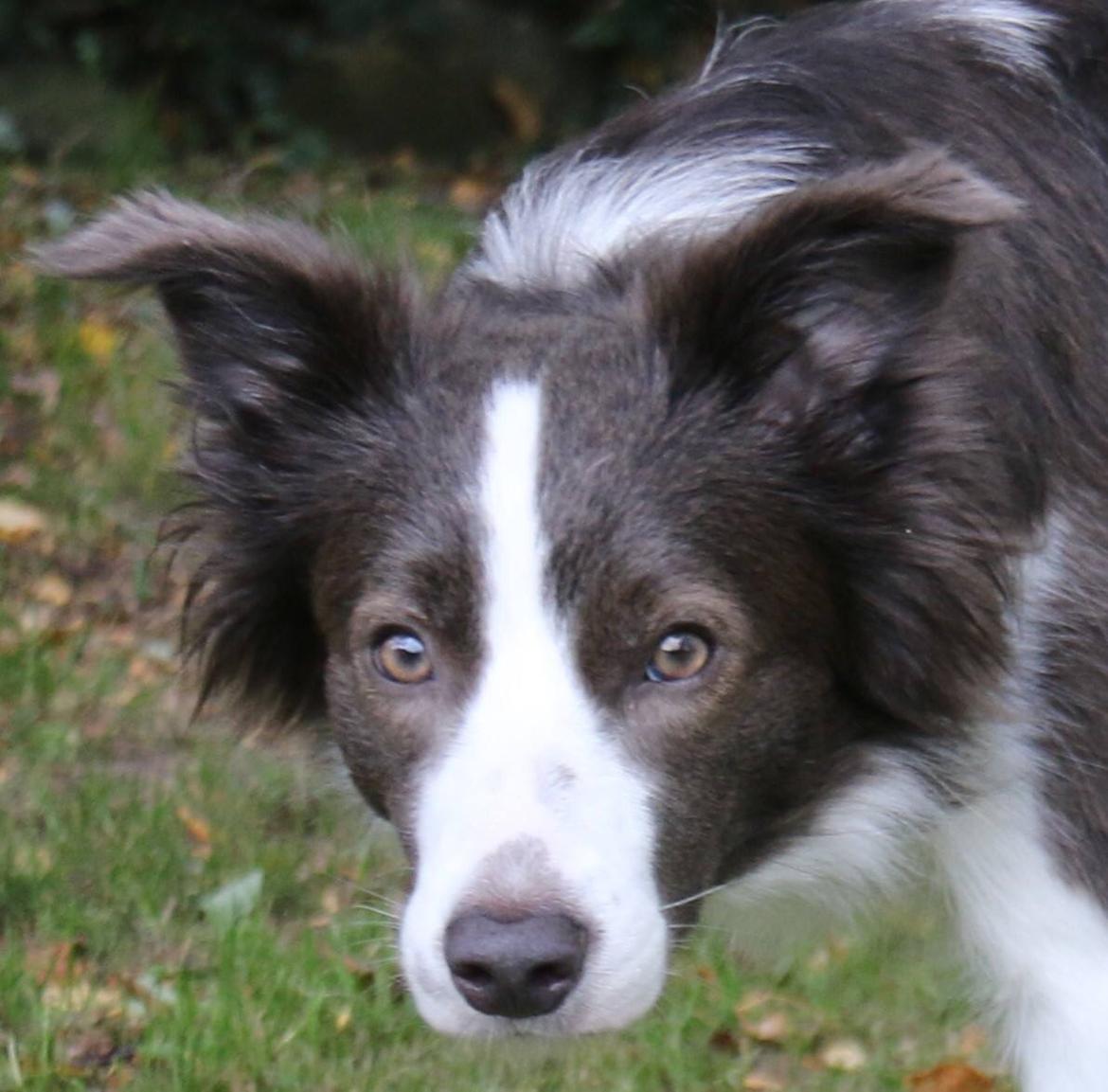 Border collie Destiny billede 20