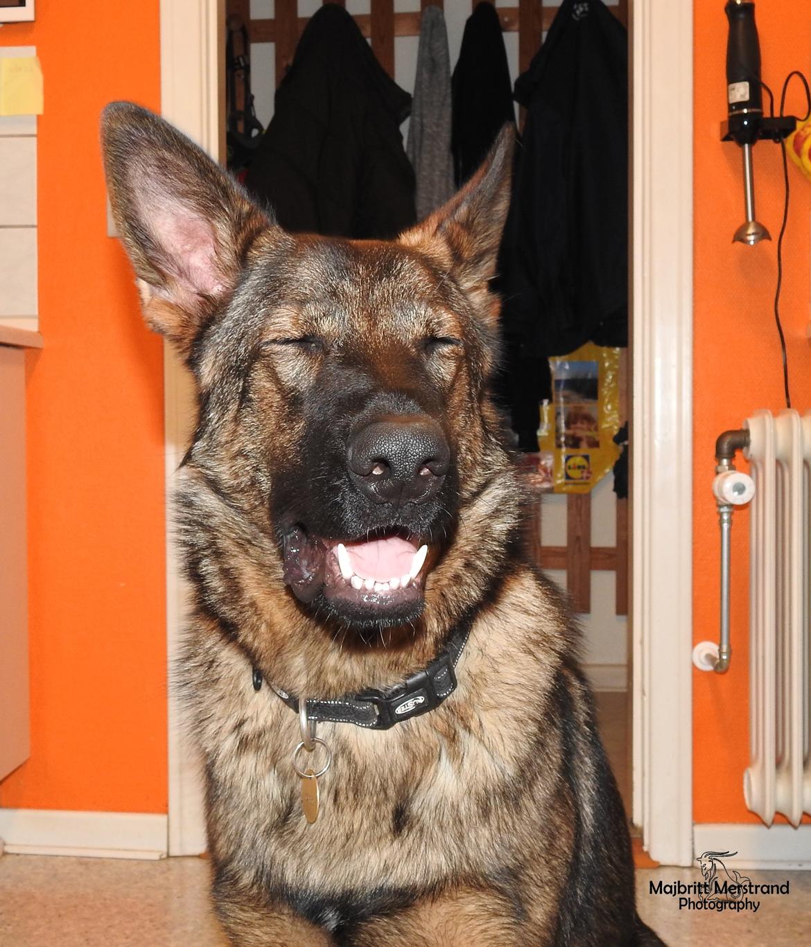 Schæferhund Hapia Cisco * Carlo*  *R.I.P.* billede 2