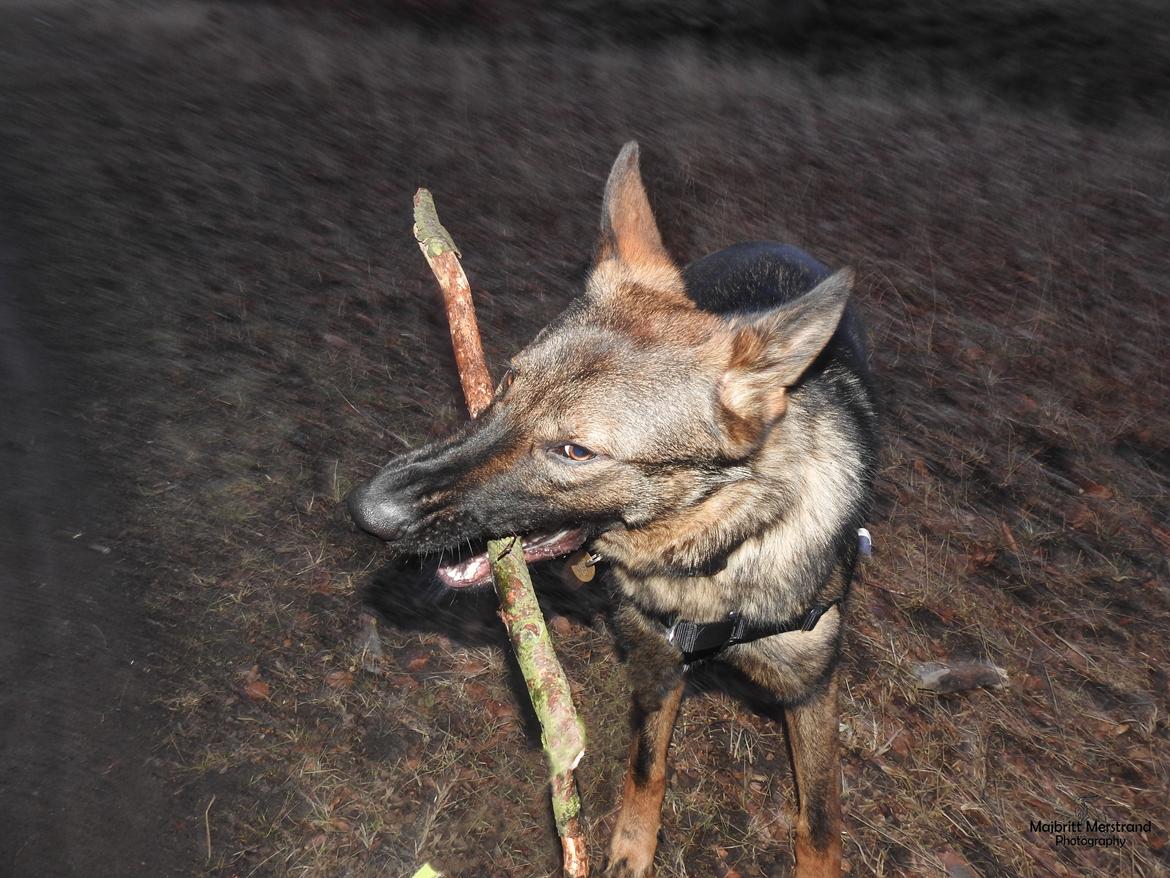 Schæferhund Hapia Cisco * Carlo*  *R.I.P.* billede 4