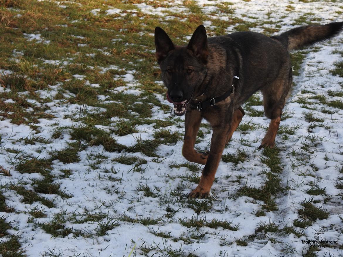 Schæferhund Hapia Cisco * Carlo*  *R.I.P.* billede 7