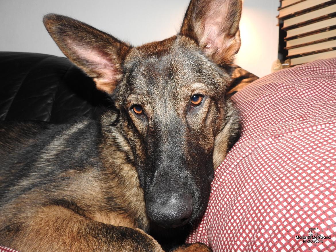 Schæferhund Hapia Cisco * Carlo*  *R.I.P.* billede 3