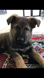 Schæferhund Hapia Cisco * Carlo*  *R.I.P.* billede 11