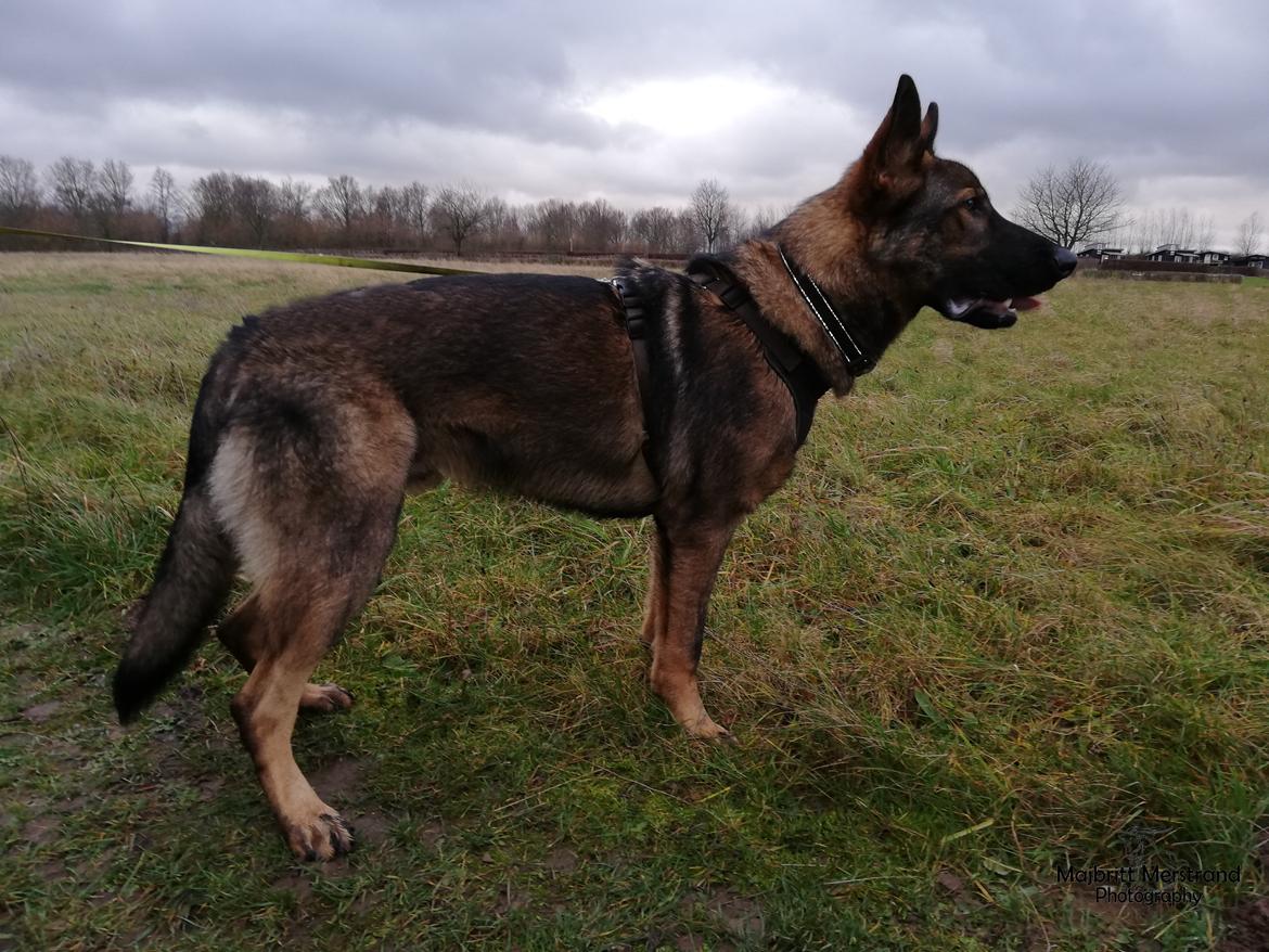 Schæferhund Hapia Cisco * Carlo*  *R.I.P.* billede 9