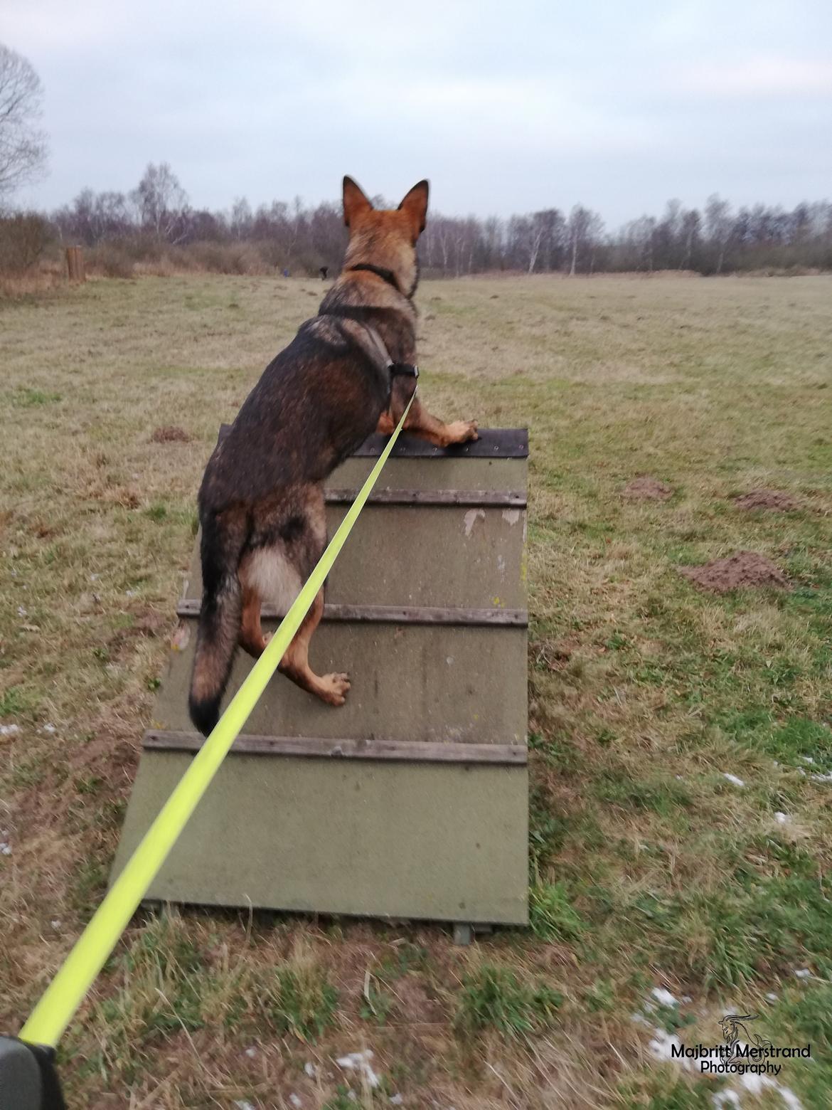 Schæferhund Hapia Cisco * Carlo*  *R.I.P.* billede 6