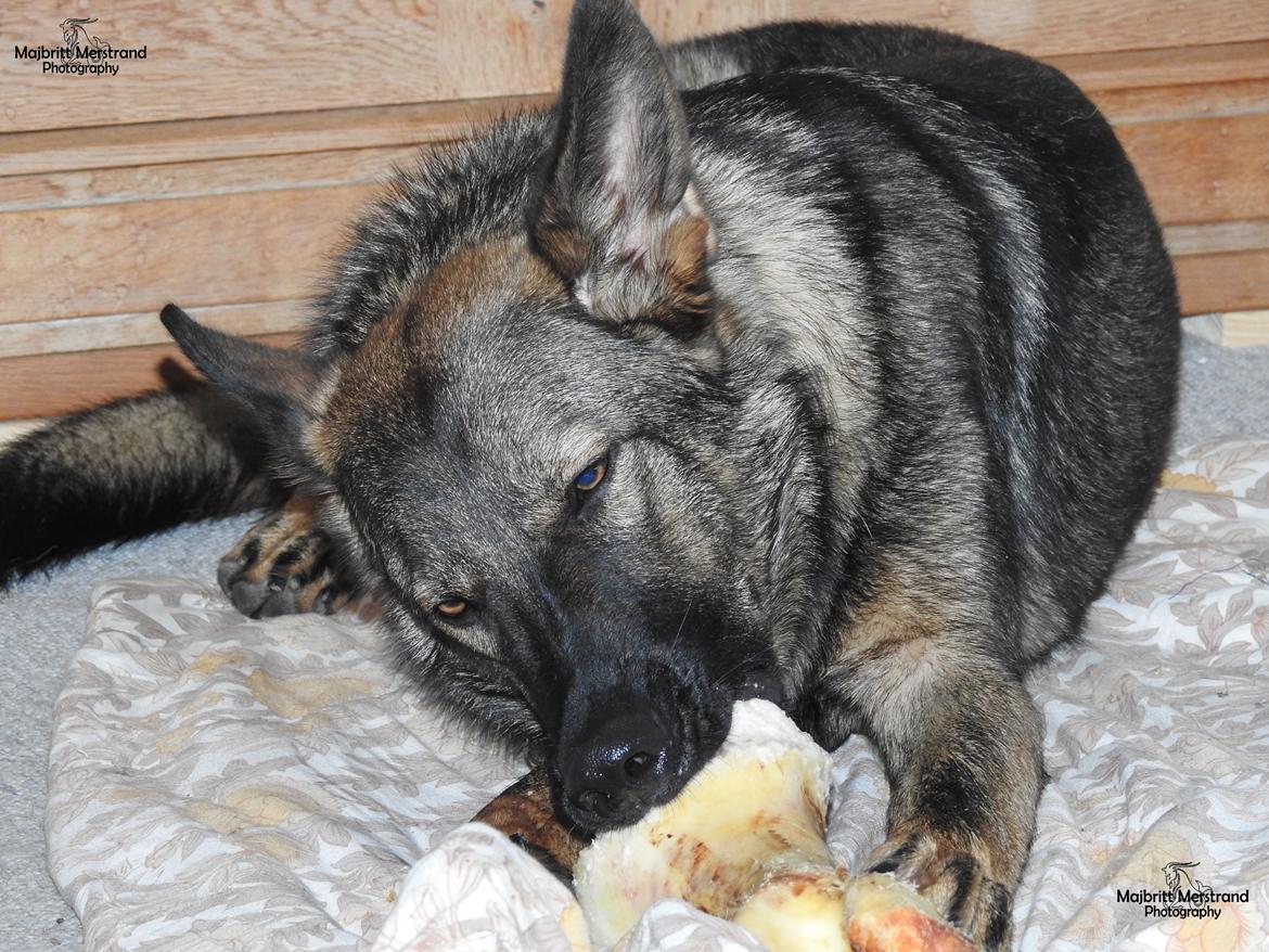 Schæferhund Hapia Cisco * Carlo*  *R.I.P.* billede 8