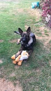 Schæferhund Hapia Cisco * Carlo*  *R.I.P.* billede 13