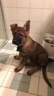 Schæferhund Hapia Cisco * Carlo*  *R.I.P.* billede 10