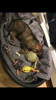 Schæferhund Hapia Cisco * Carlo*  *R.I.P.* billede 12