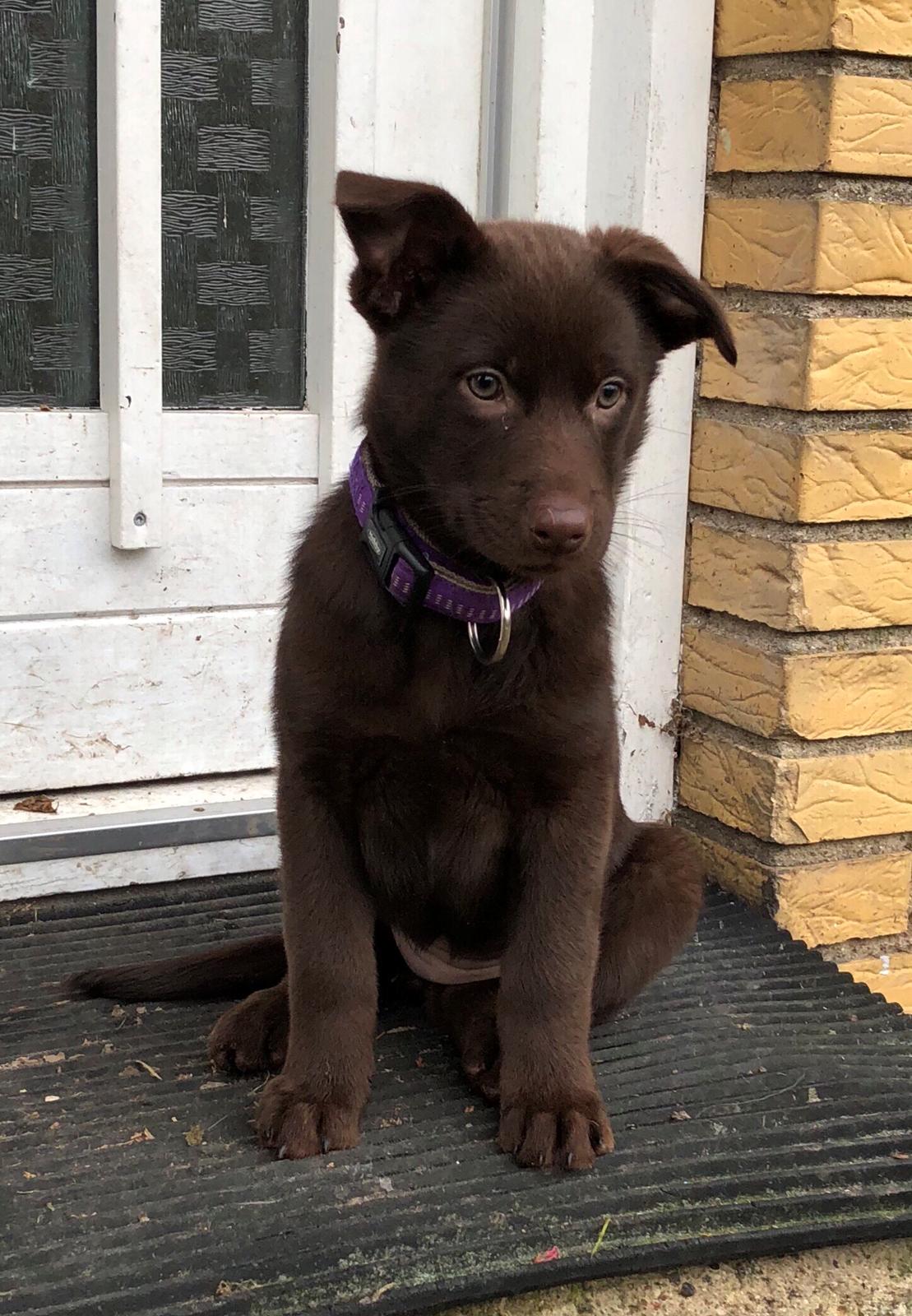 Australsk kelpie Tarrawangas Djinni billede 8