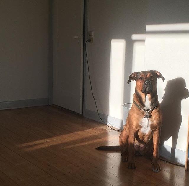 Blanding af racer Alayha billede 4