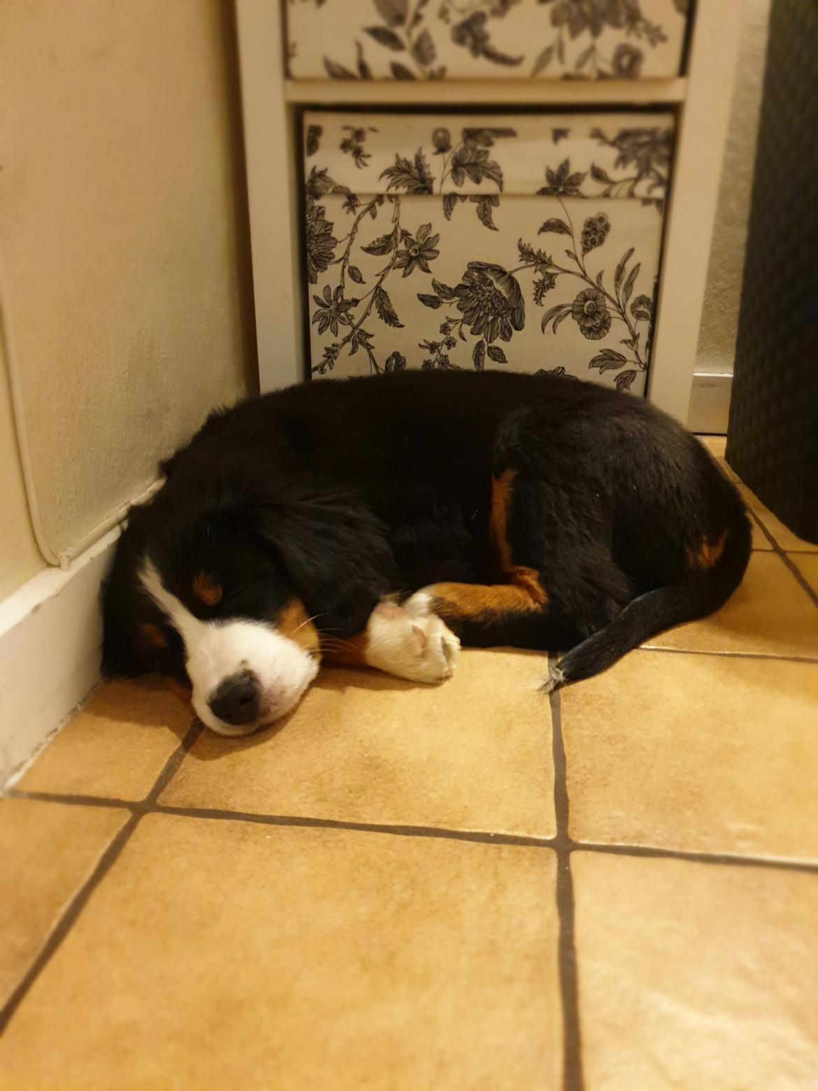 Berner sennenhund Toffie billede 22