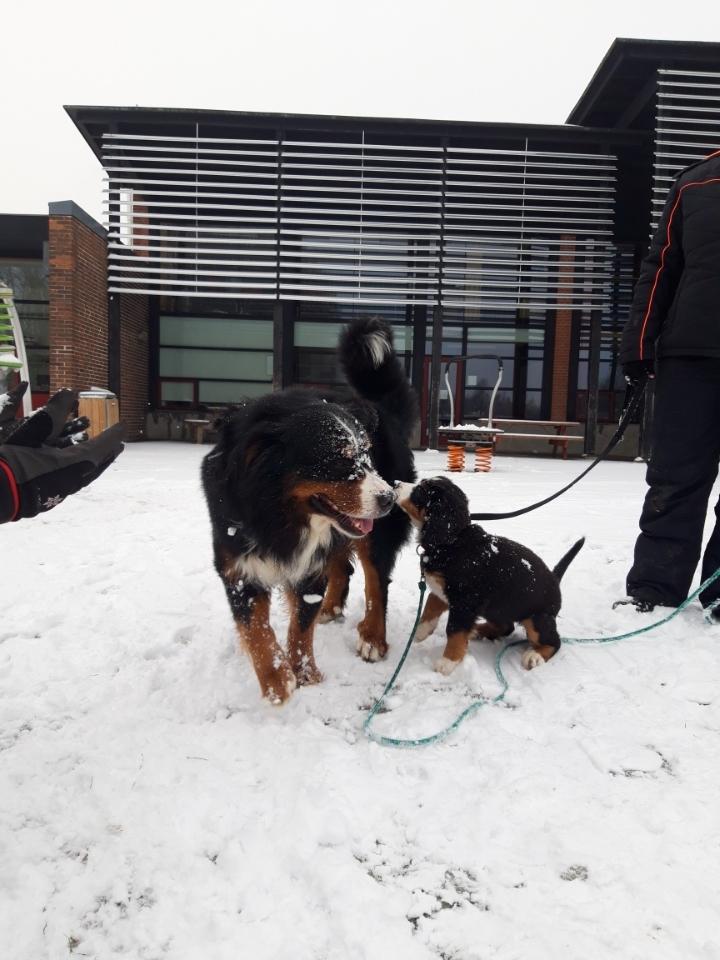 Berner sennenhund Toffie - på tur i snevejret med storebror billede 27