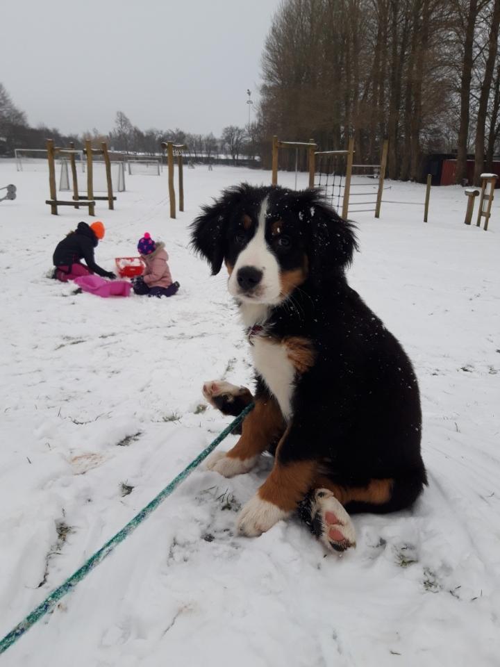 Berner sennenhund Toffie billede 29