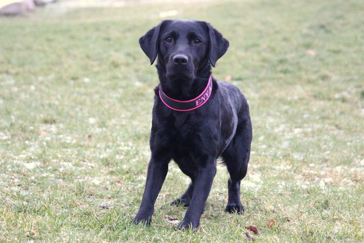Labrador retriever Enya - 31012019 billede 47