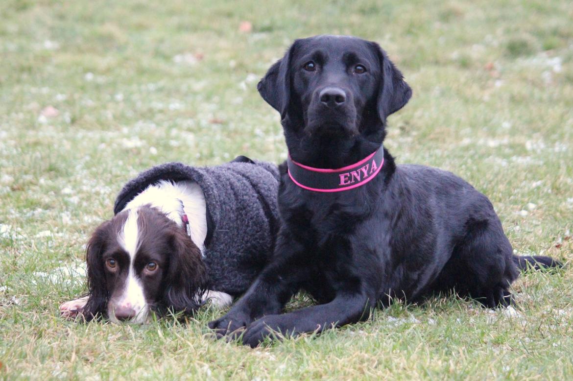 Labrador retriever Enya - 31012019 billede 48