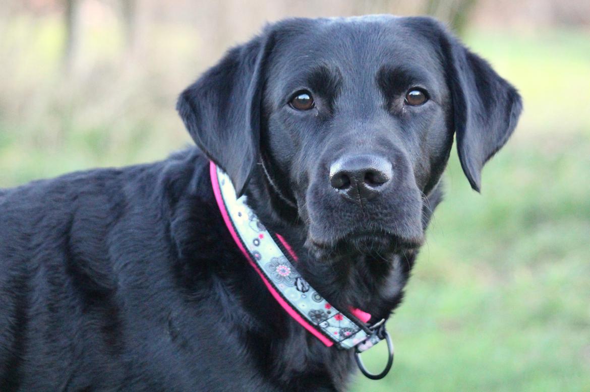 Labrador retriever Enya - 14012019 billede 46