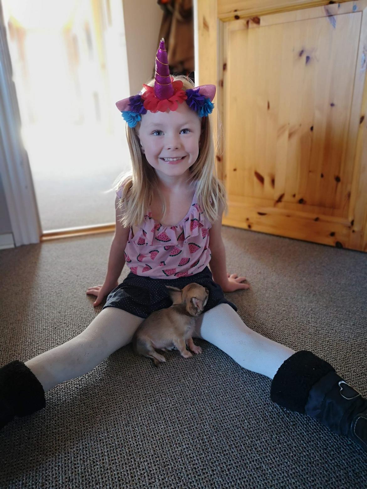 Chihuahua Baloo  billede 3