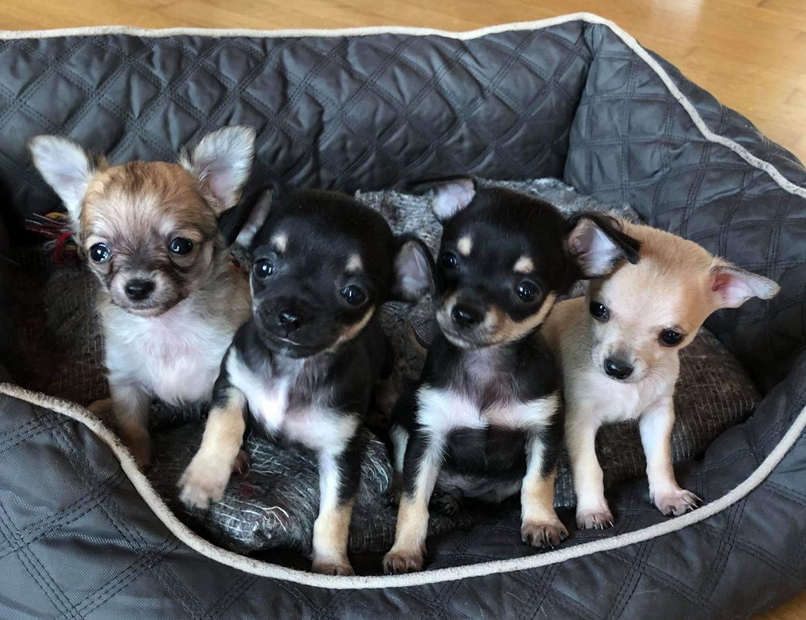 Chihuahua Baloo  billede 5