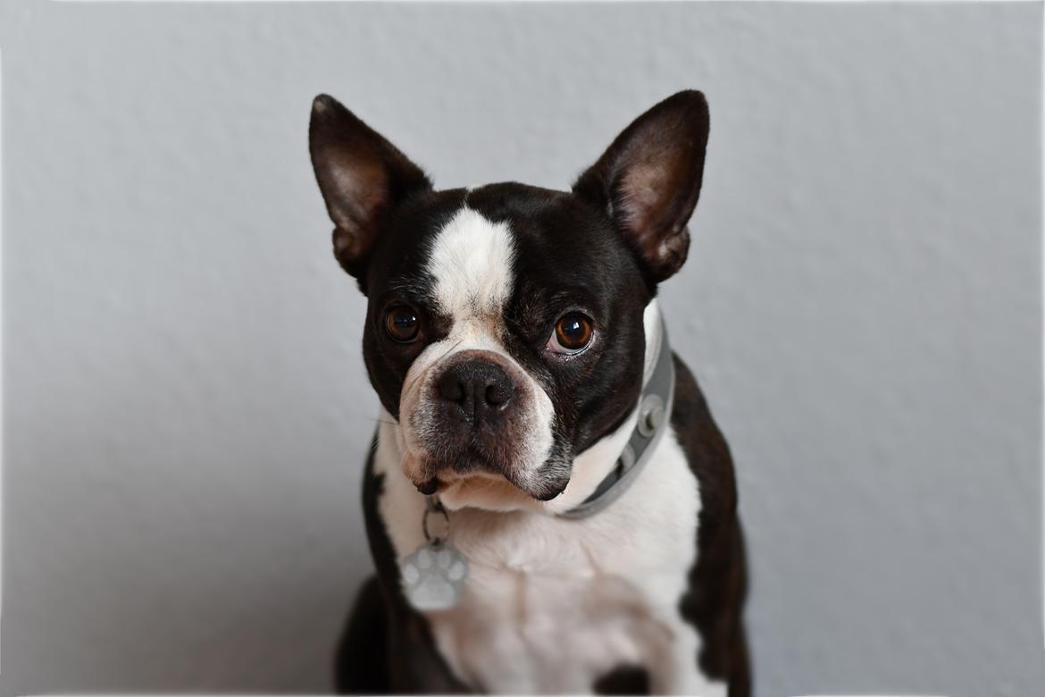 Boston terrier Molly - Vores dejlige Molly, 10 år ❤️ billede 1