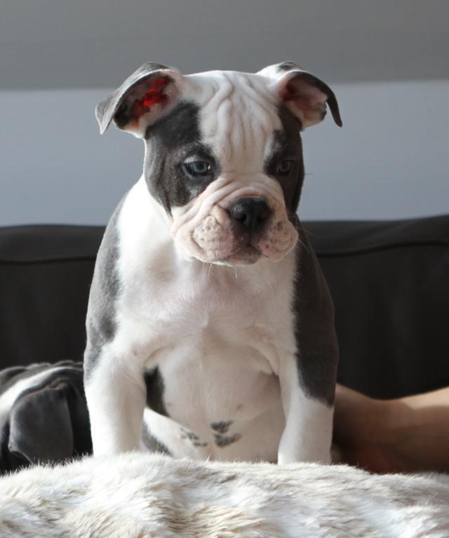 Olde english bulldogge Blåbær billede 1