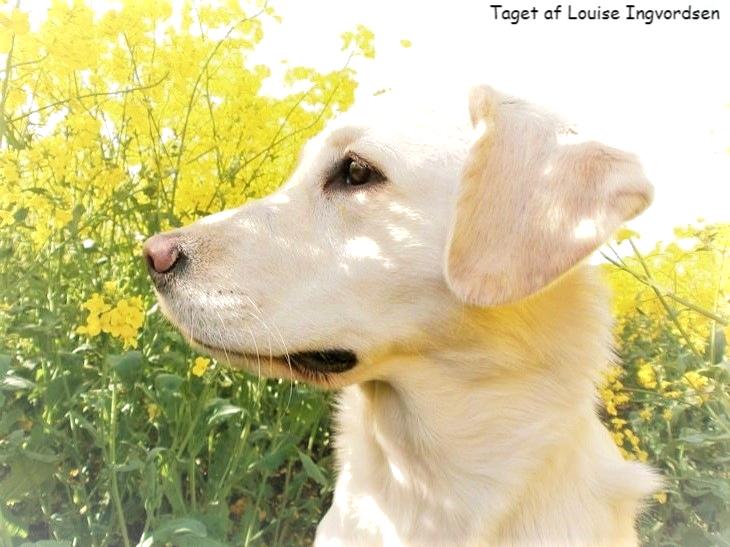 Blanding af racer †Puk† billede 4