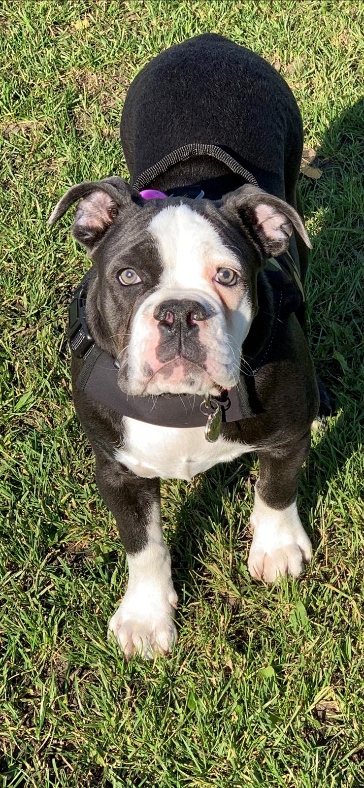 Olde english bulldogge Anvig By Phoenix Strawberry Diaqiri.   ( Alba ) billede 21