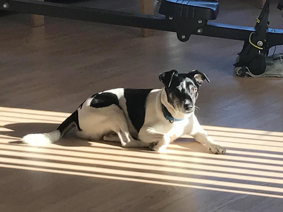 Dansk svensk gaardhund Buster billede 10