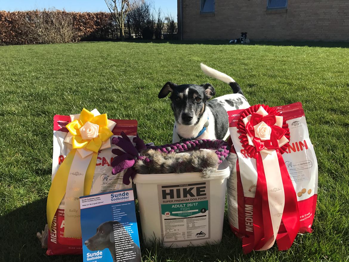 Dansk svensk gaardhund Buster billede 11