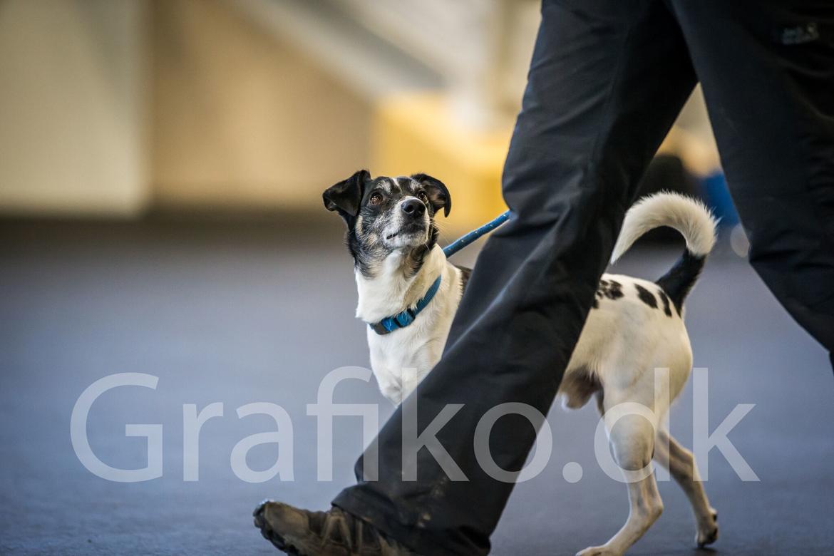 Dansk svensk gaardhund Buster billede 12