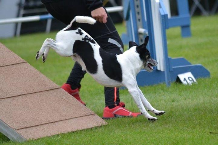 Dansk svensk gaardhund Buster billede 13