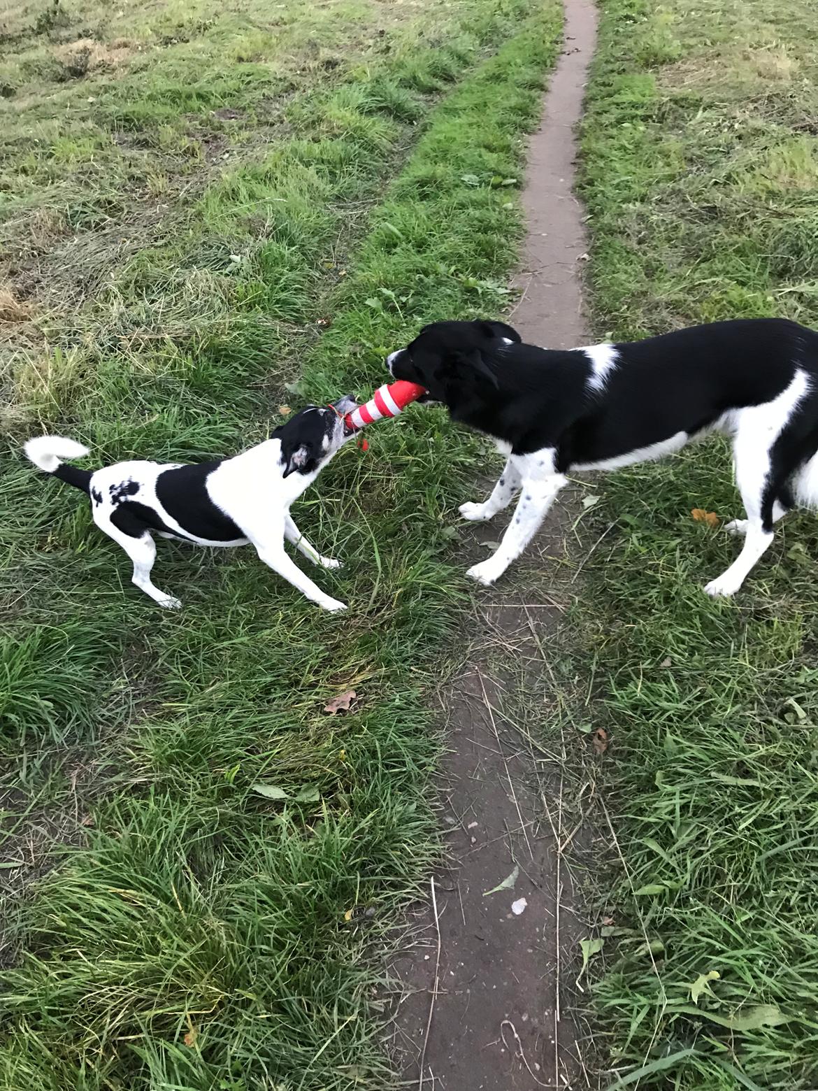 Dansk svensk gaardhund Buster billede 15