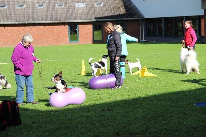 Dansk svensk gaardhund Buster billede 14