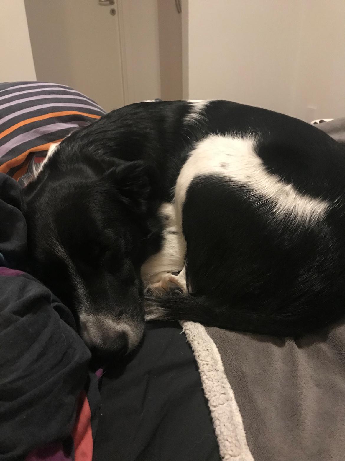 Border collie Archie (Himmelhund 2025)  billede 10