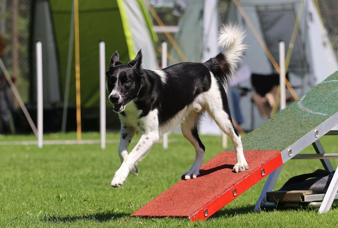 Border collie Archie (Himmelhund 2025)  billede 12