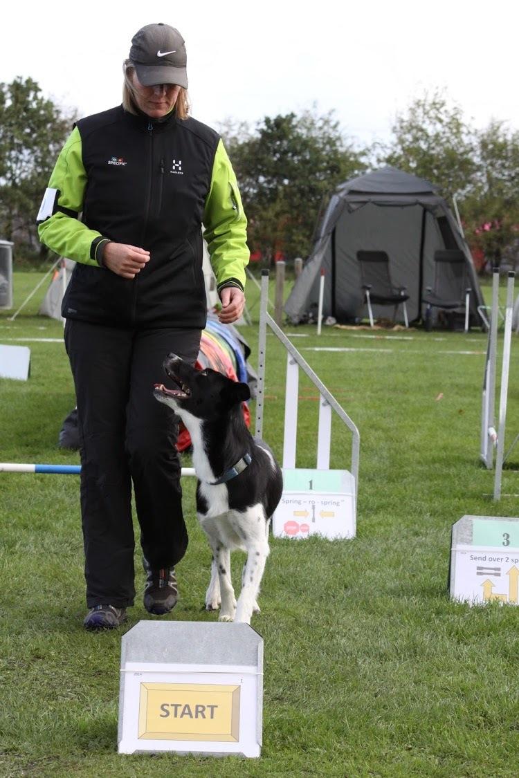 Border collie Archie (Himmelhund 2025)  billede 11