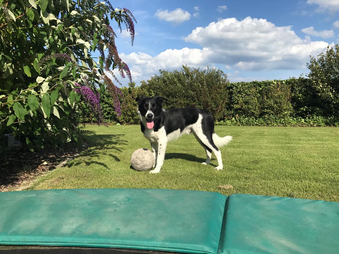 Border collie Archie (Himmelhund 2025)  billede 14