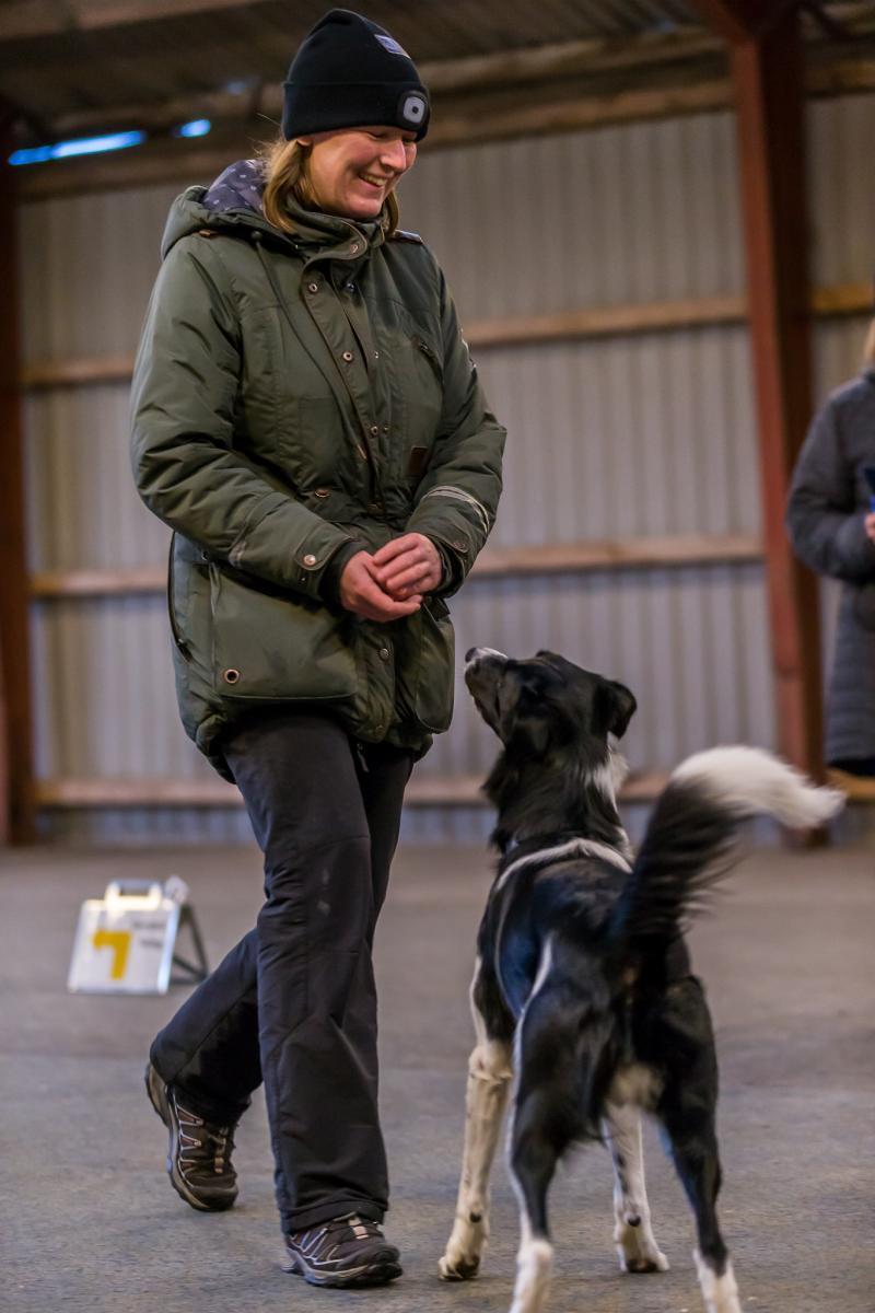 Border collie Archie (Himmelhund 2025)  billede 16