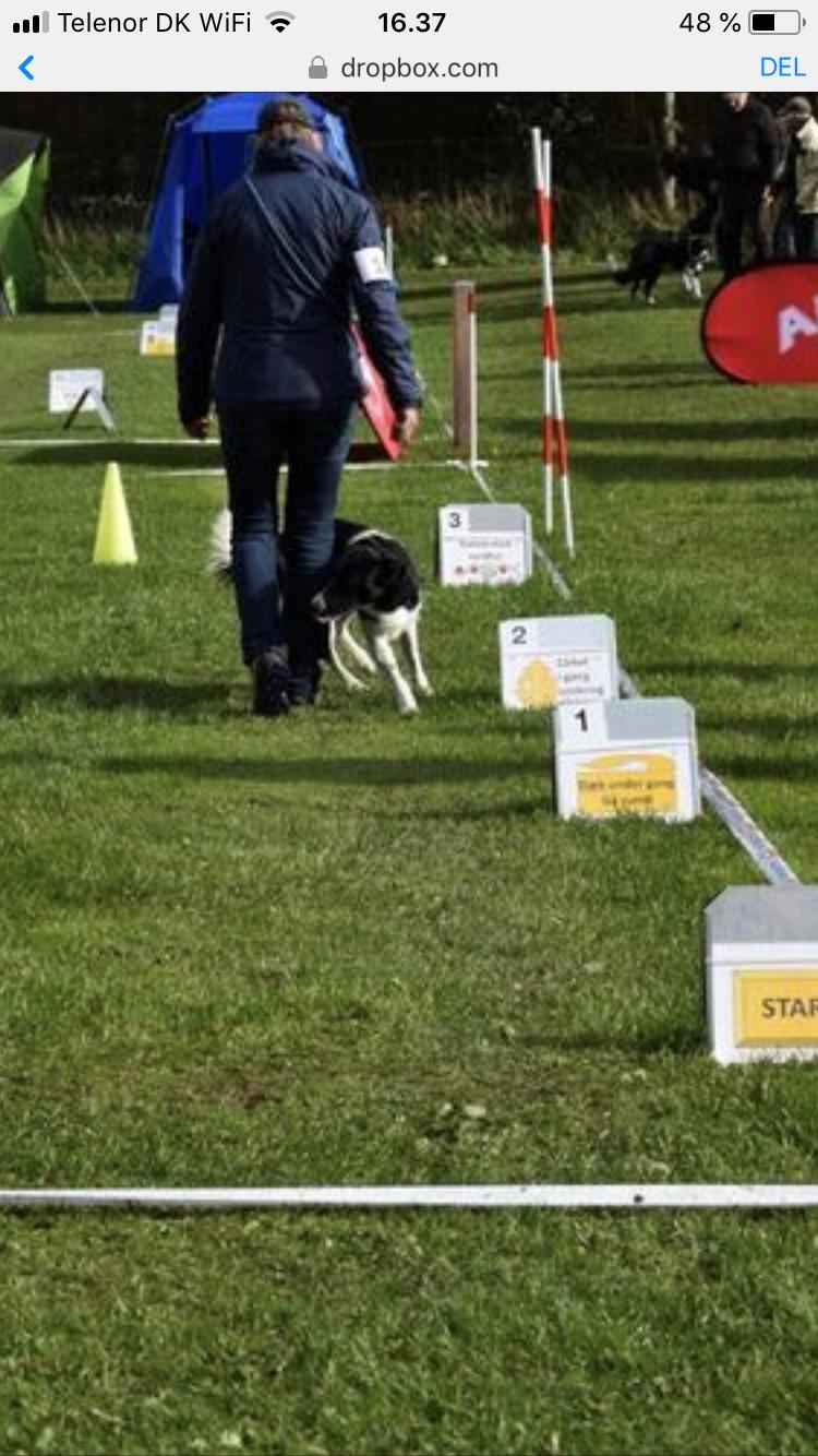 Border collie Archie (Himmelhund 2025)  billede 15