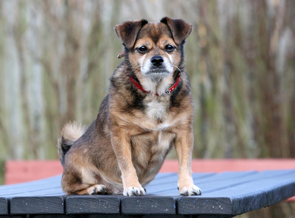 Blanding af racer Lilly - Lilly knap 15 år - *8/2-2019* billede 2