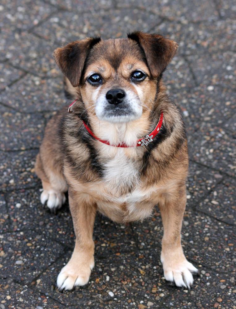 Blanding af racer Lilly - Lilly knap 15 år - *8/2-2019* billede 3