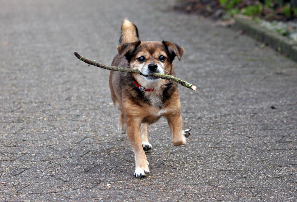 Blanding af racer Lilly billede 16