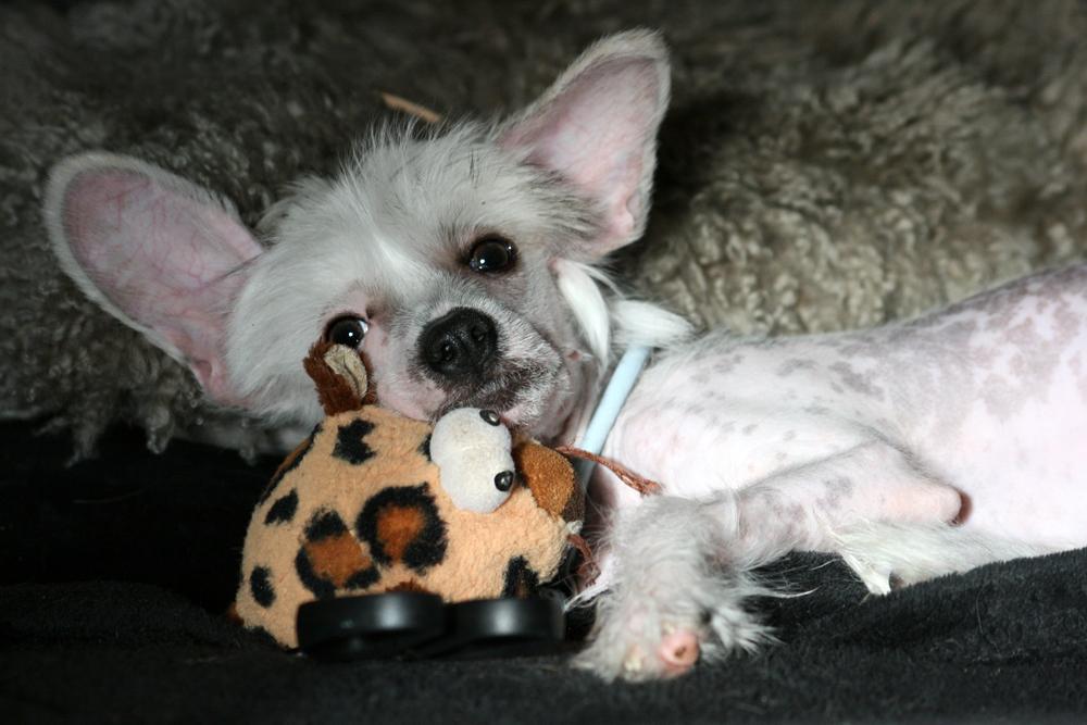 Chinese crested hårløs Malthe - 15 uger billede 24