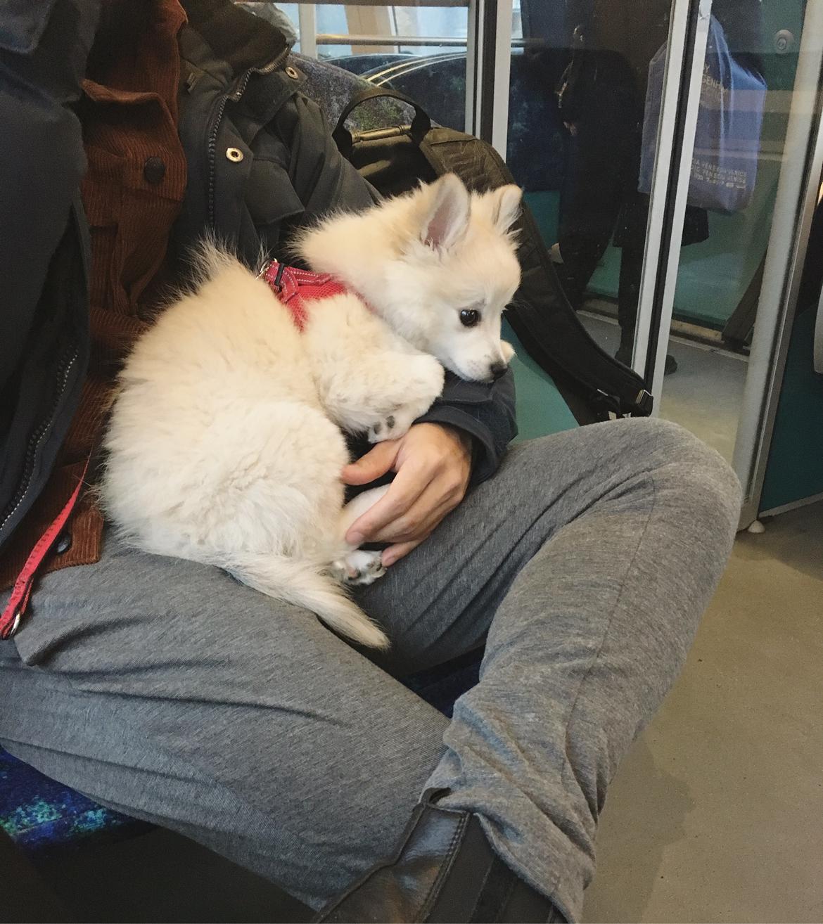 Blanding af racer Wilma billede 1