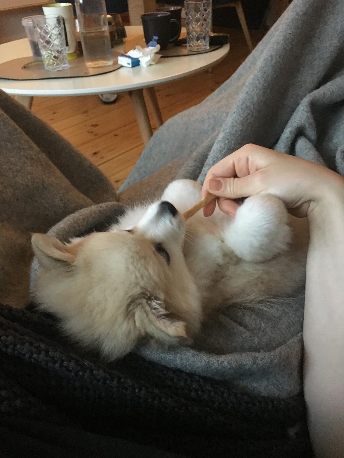 Blanding af racer Wilma billede 2