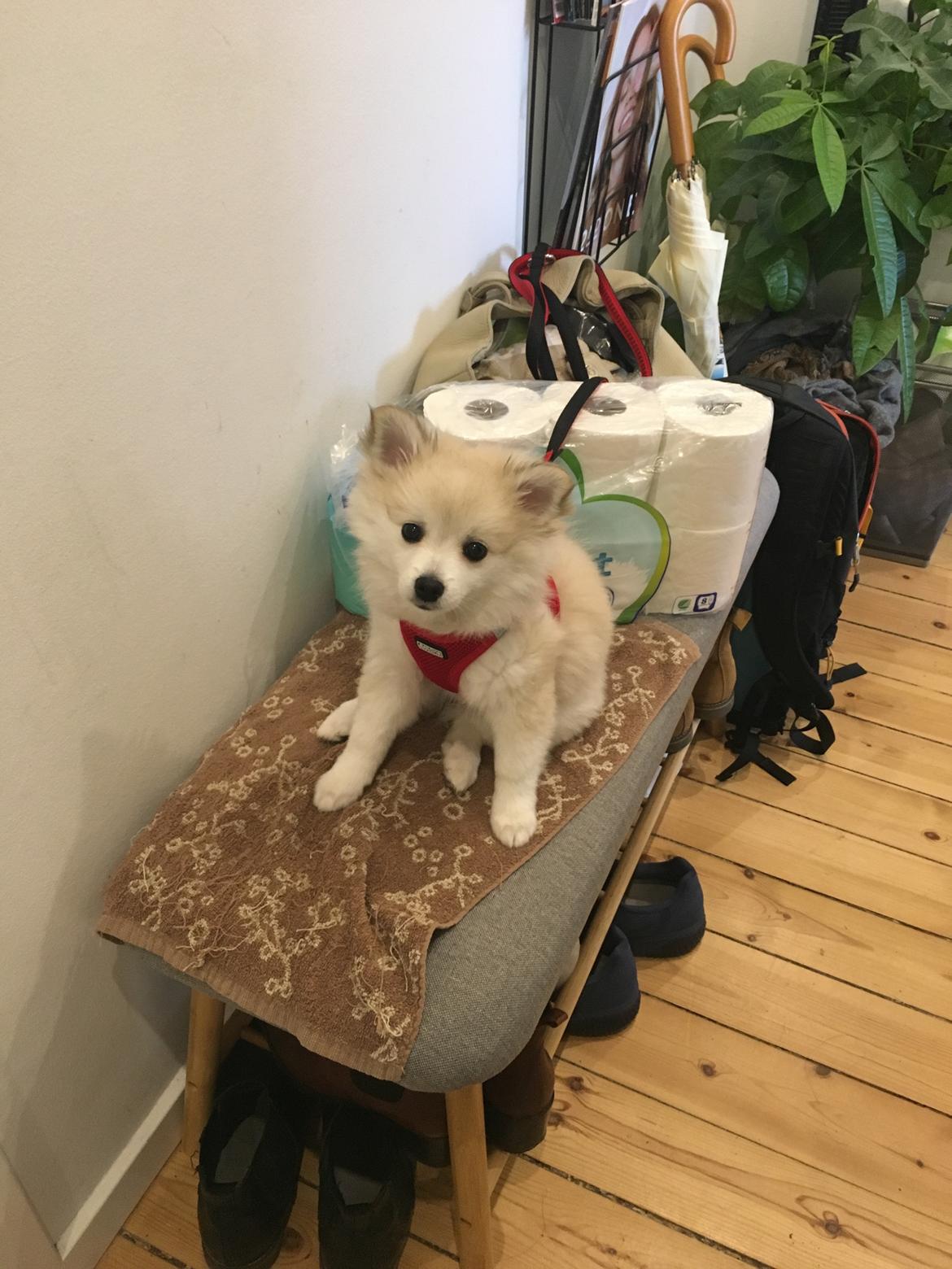 Blanding af racer Wilma billede 3