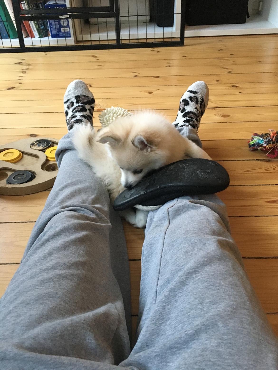 Blanding af racer Wilma billede 4